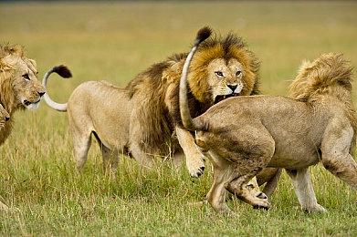 拉瑞安CEO：相信威世智会尊重《博德之门3》角色